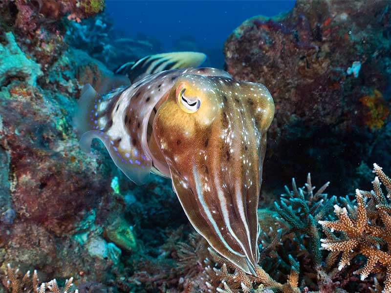 The Great Barrier Reef science con